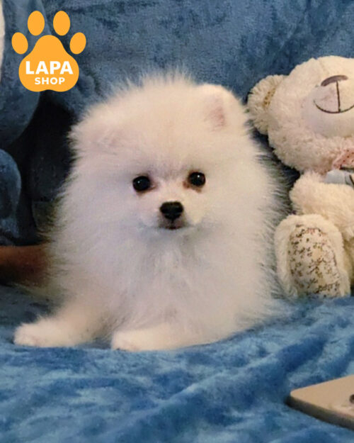white Pomeranian