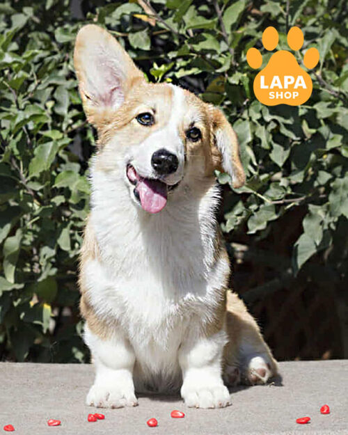 рудо-білий вельш коргі пемброк