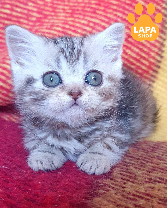 черепаховий сріблястий скотіш-страйт