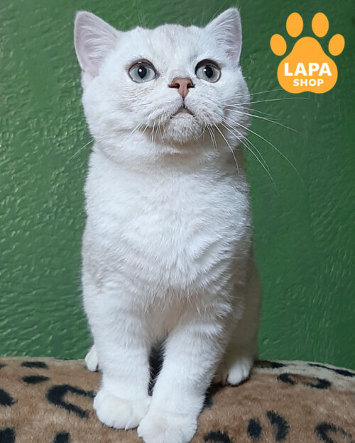 черный серебристый скотиш-страйт