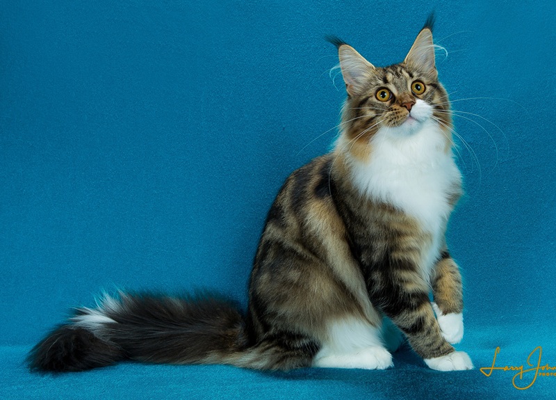 мейн-кун табі з білим