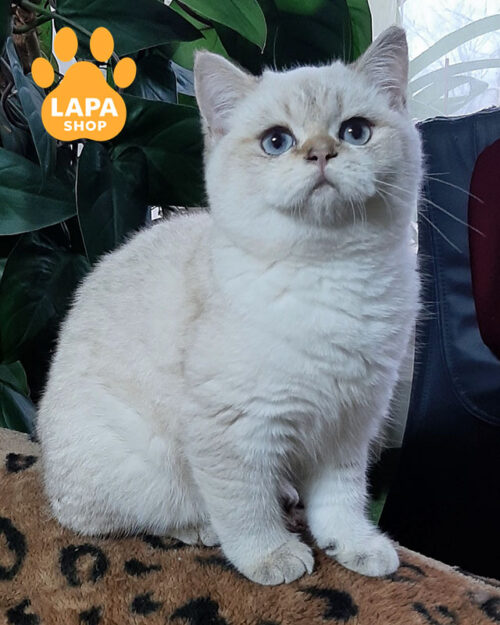 черный серебристый скотиш-страйт