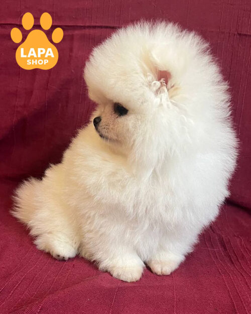 білий померанський шпіц