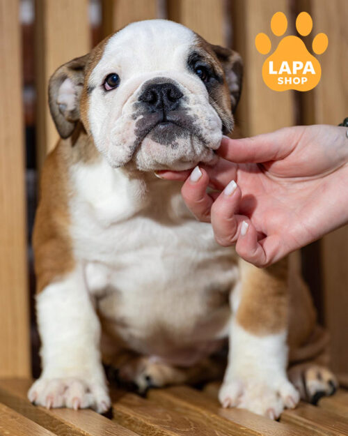 бело-рыжий английский бульдог