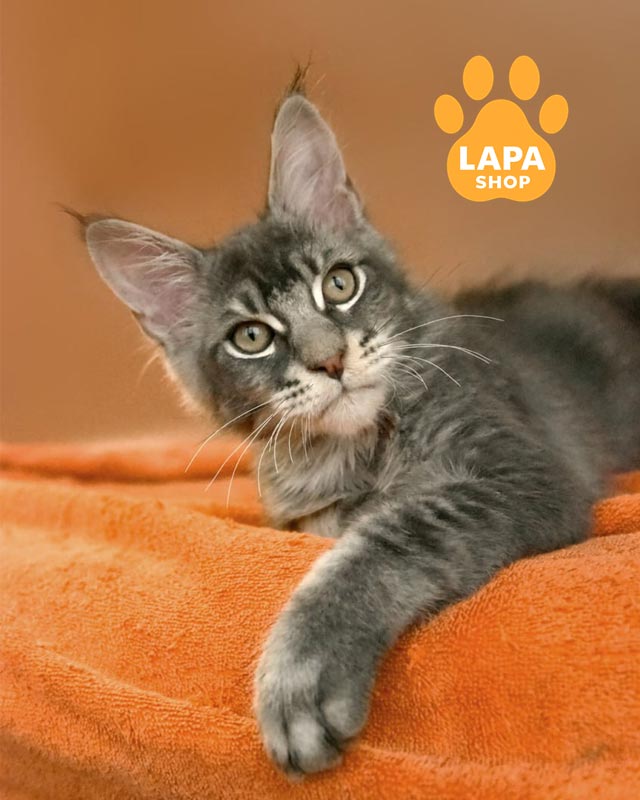 голубой мейн-кун