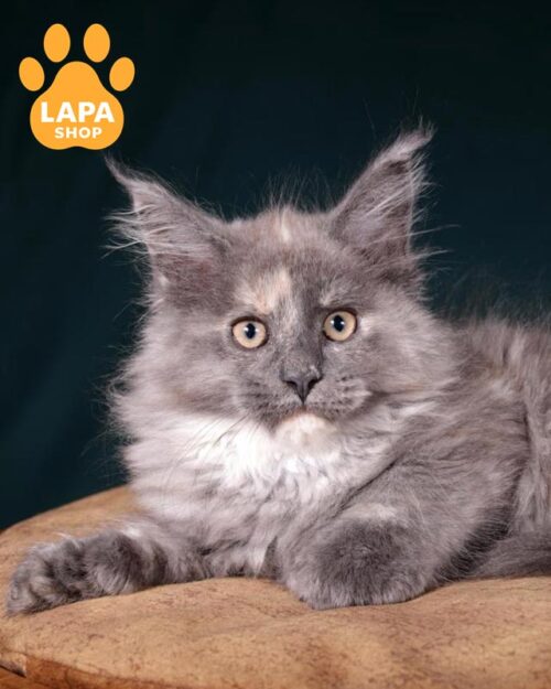 Maine Coon polydactyl kitty