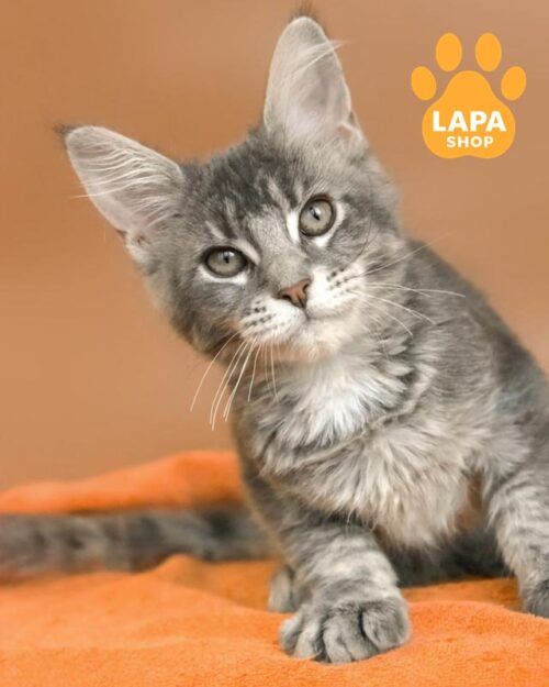 голубо-тикированная кошка мейн-кун <br>