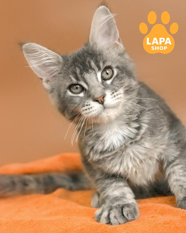 голубо-тикированная кошка мейн-кун <br>