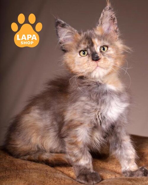 tortoiseshell Maine Coon kitty