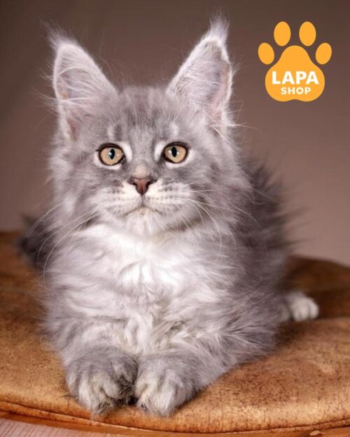 blue marble Maine Coon kitty