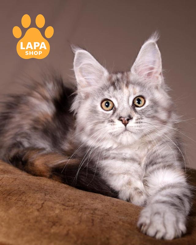 черепахово-мраморная кошка мейн-кун