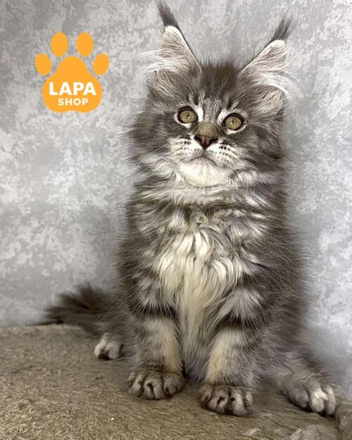 серебристый мейн-кун <br> <br>