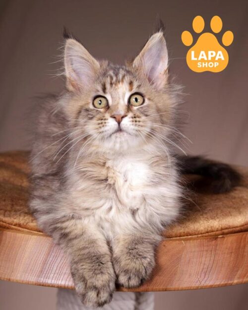 tortoiseshell spotted Maine Coon kitty