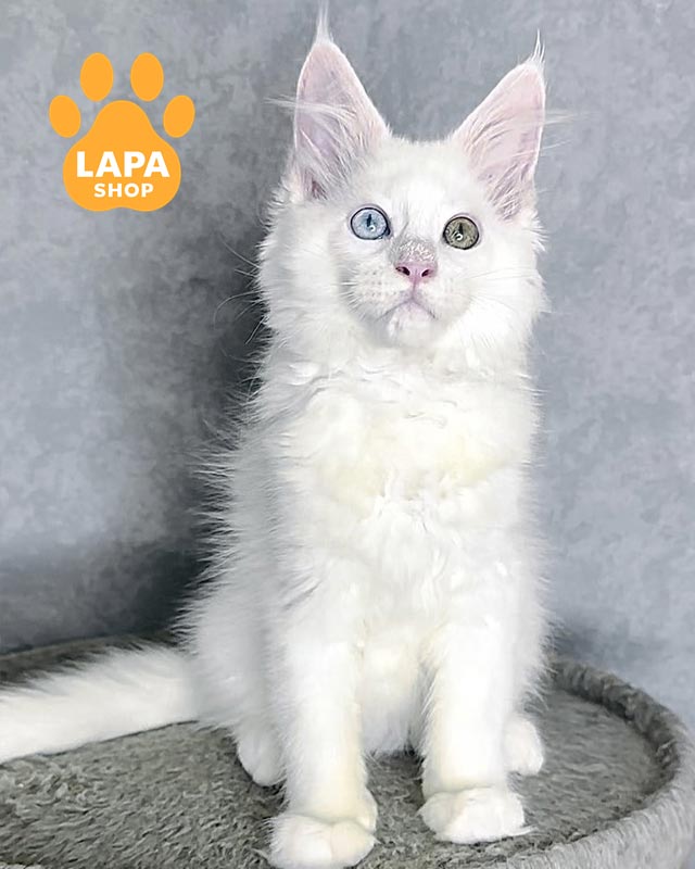 белоснежная кошка мейн-кун