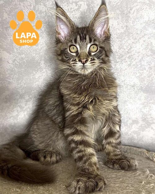 кішка мейн-кун полідакт