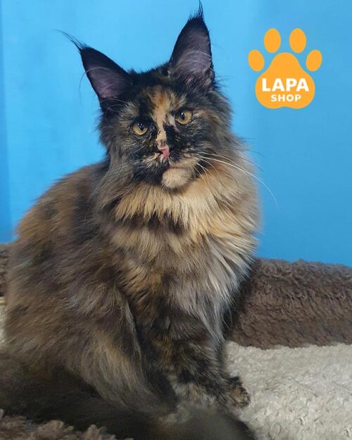 черепахова кішка мейн-кун