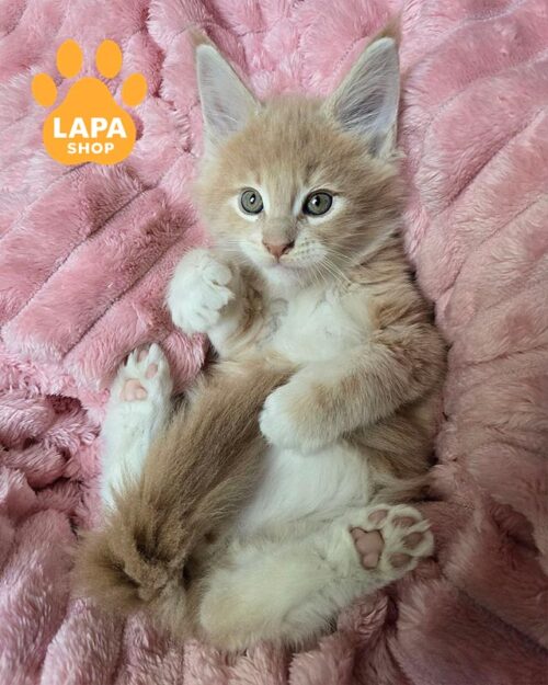 кремово-білий мейн-кун