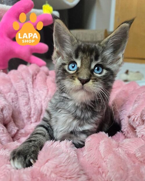 блакитноокий мейн-кун