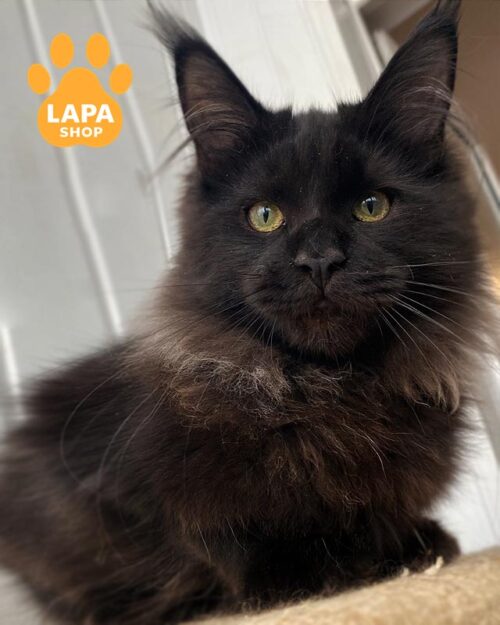 чорний мейн-кун