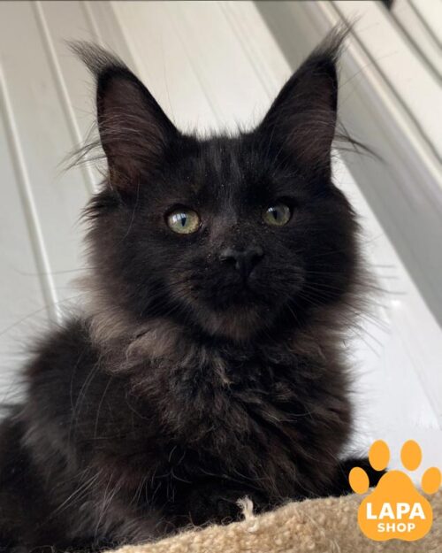 черный мейн-кун