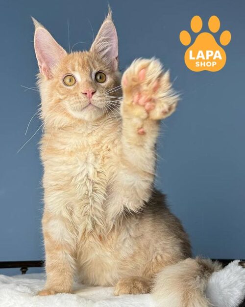 плямисто-руде кошеня мейн-кун