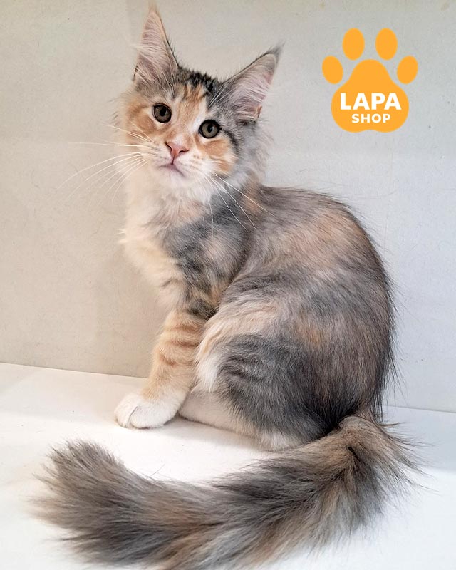 черепахово-срібляста кішка мейн-кун