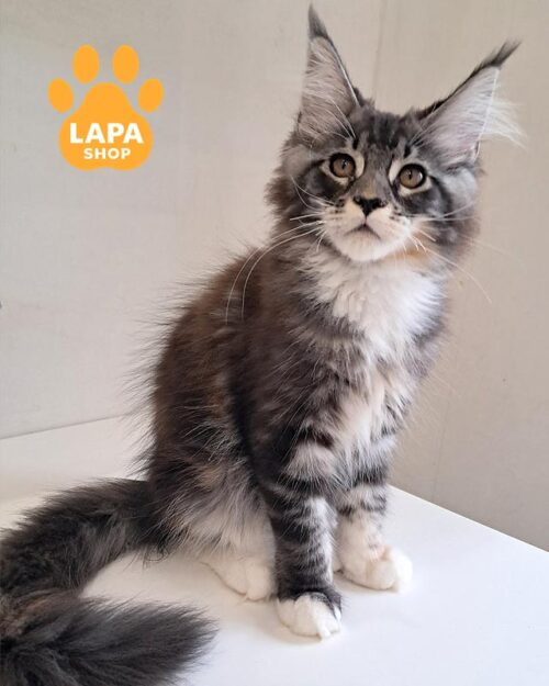 черепахово-мармурова кішка мейн-кун