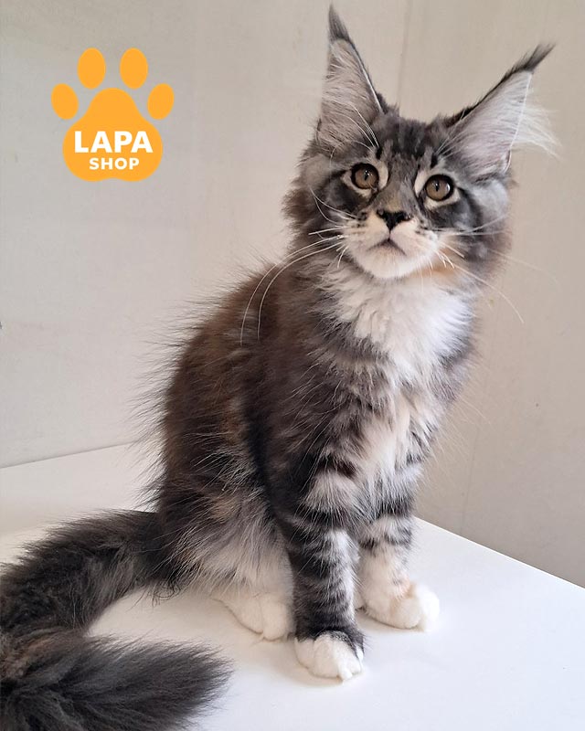 черепахово-мраморная кошка мейн-кун