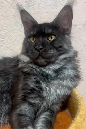 Роскошный котенок породы мейн-кун Adam mco dad 1