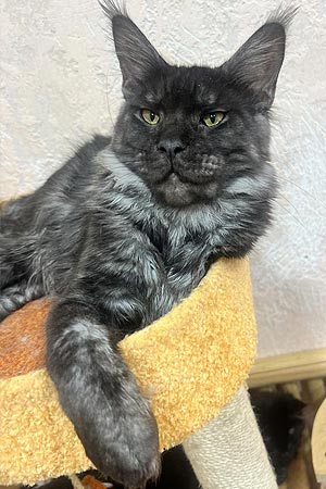 Ефектний мейн-кун в розкішній шубці Yevhen mco dad1 1