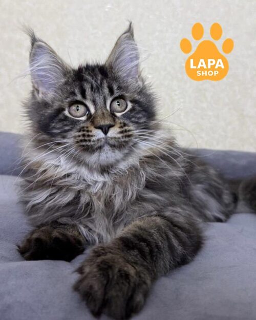 мармурова кішка мейн-кун