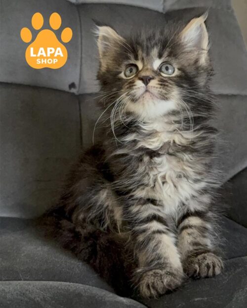 мармурова кішка мейн-кун