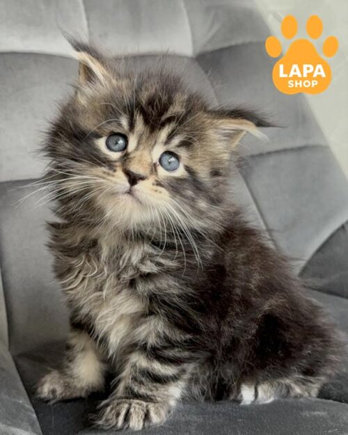 Maine Coon marble kitty