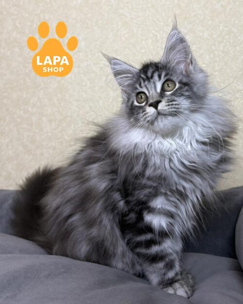 сріблясто-мармуровий мейн-кун