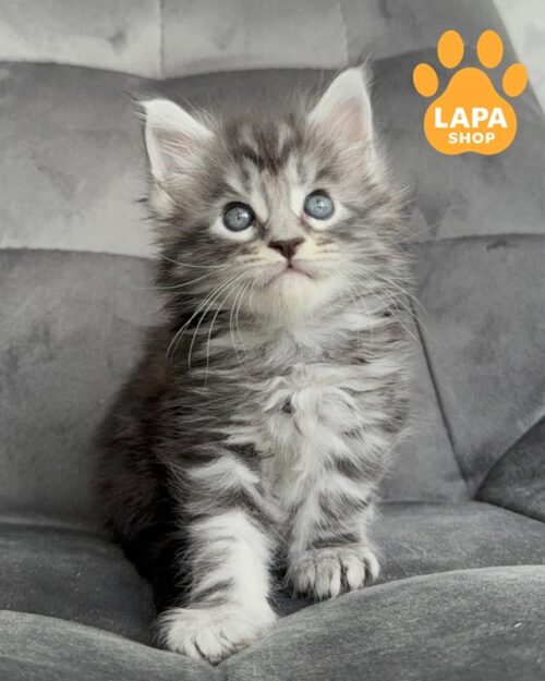 сріблясто-мармуровий мейн-кун