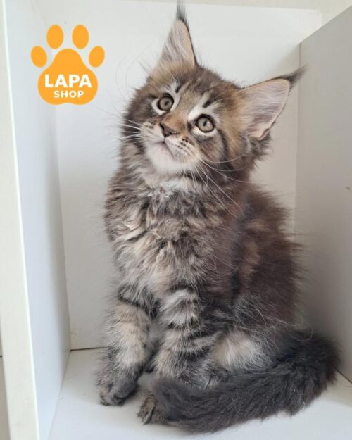 мармуровий мецн-кун