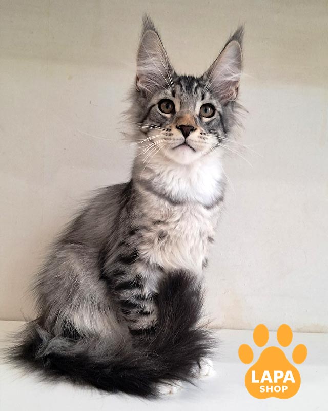 сріблястий мейн-кун