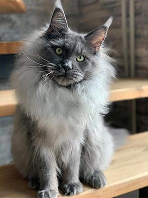 Роскошный котенок породы мейн-кун в пушистой шубке Peter mco dm