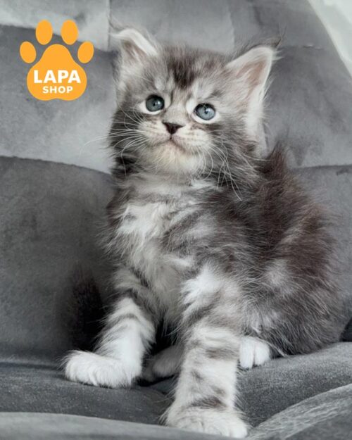 сріблясто-мармуровий мейн-кун