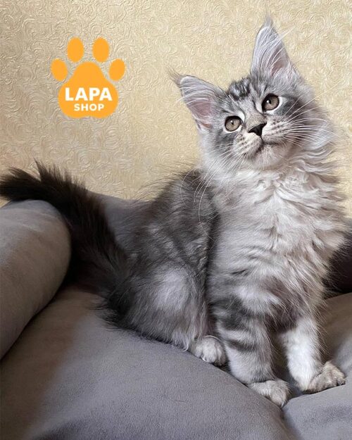 сріблясто-мармуровий мейн-кун