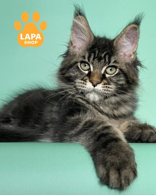 мармуровий мейн-кун