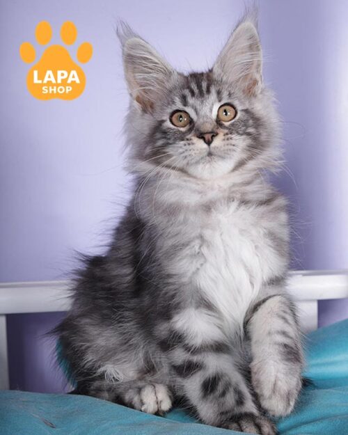silver-marble Maine Coon kitty