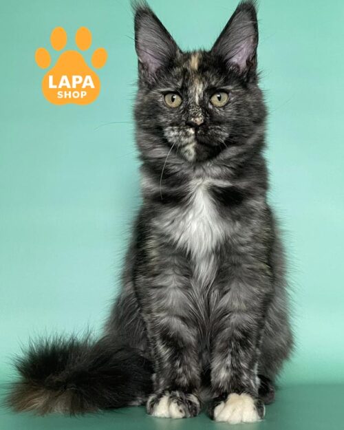 черепахово-срібляста кішка мейн-кун