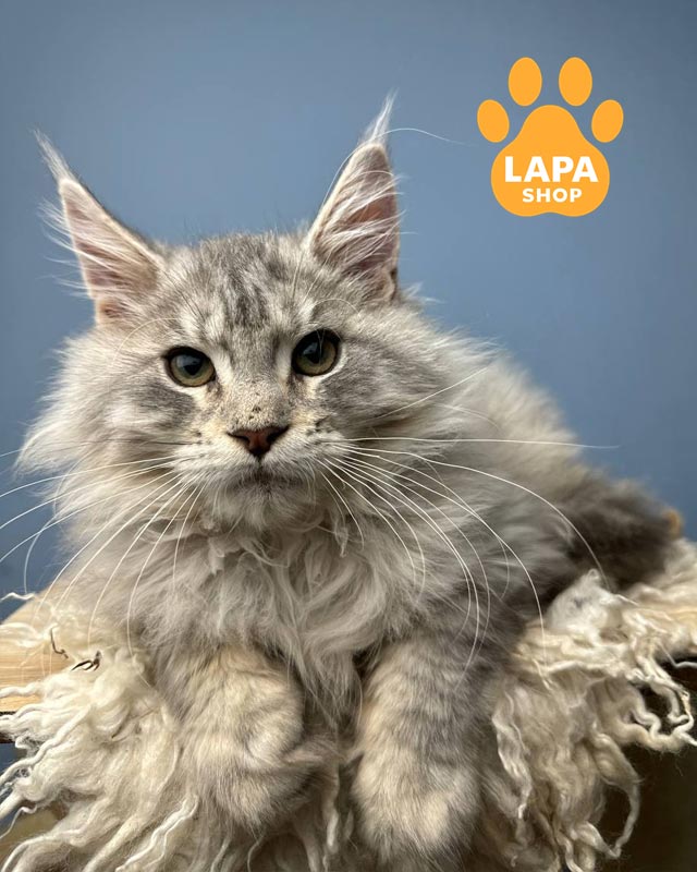 сріблястий мейн-кун