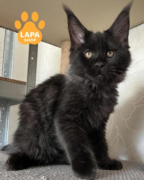 чорний мейн-кун