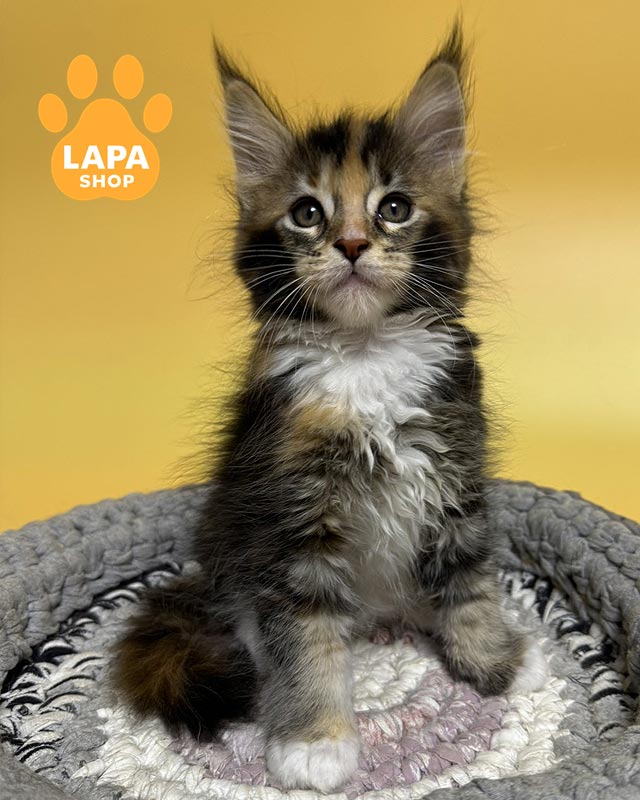 tortoiseshell Maine Coon kitty