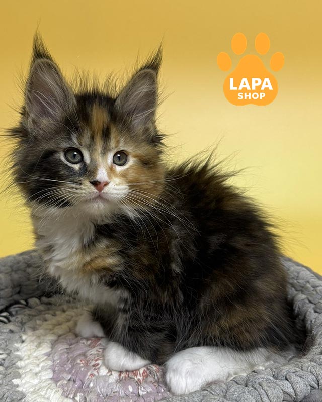 tortoiseshell Maine Coon kitty