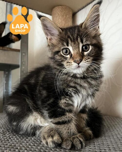 мармурова кішка мейн-кун