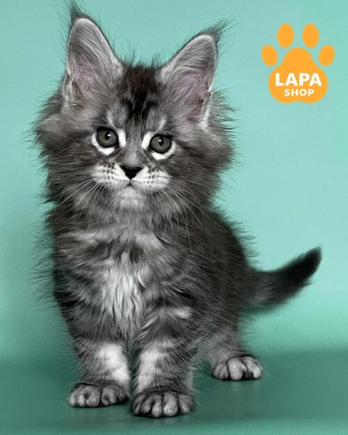 сріблясто-мармурова кішка мейн-кун