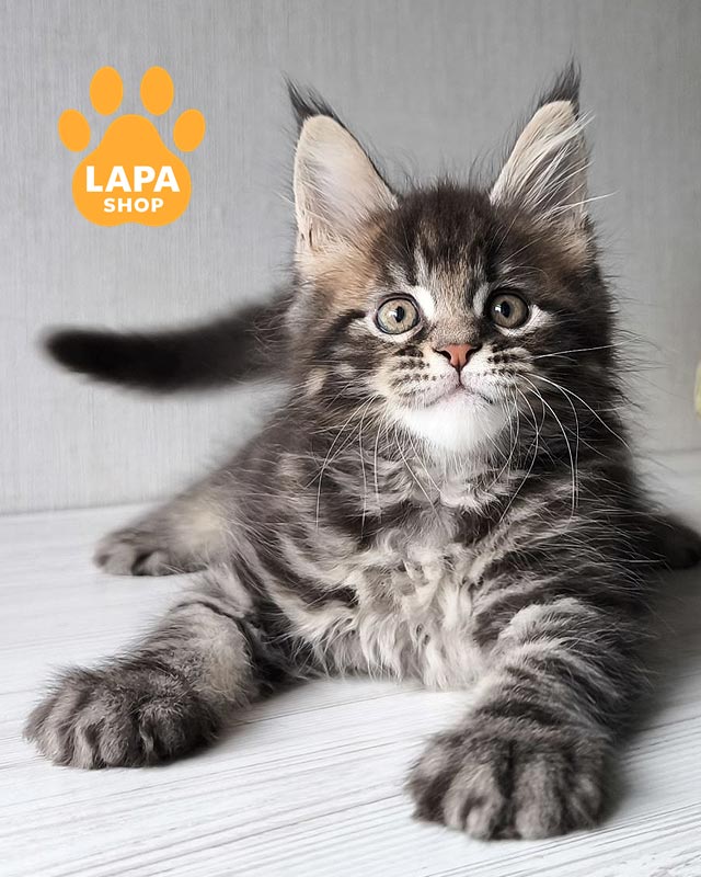 мармуровий мейн-кун